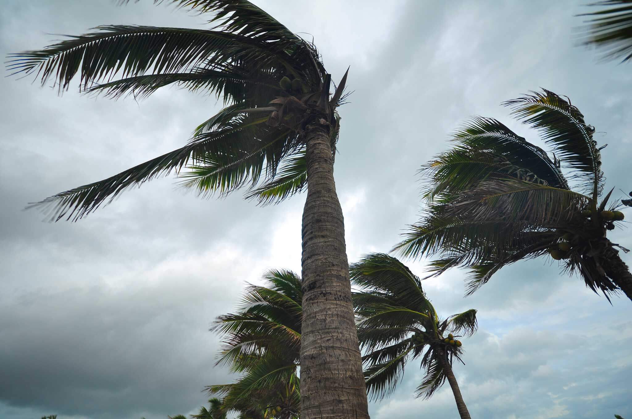 palm trees blowing in strong winds roof hazard